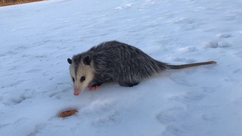An Arb opossum in the snow, photo by Christian Heuchert ’20.