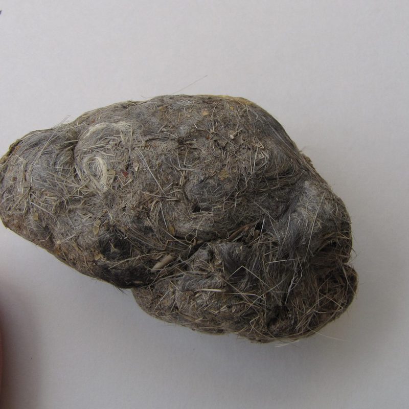 Owl Pellets: Down the Hatch and Back Again - - The Adirondack Almanack