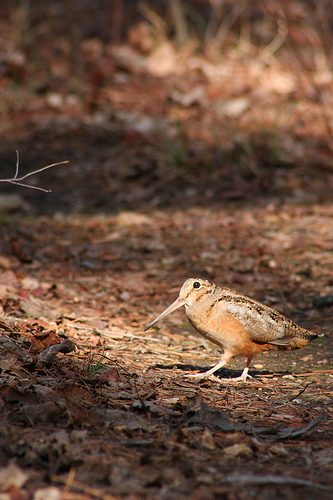 American Woodcock
