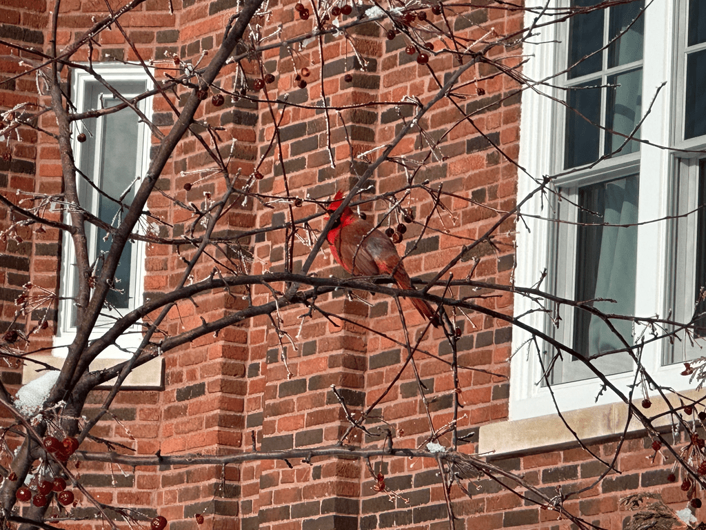 A cardinal sitting on a branch in front of a brick building.
