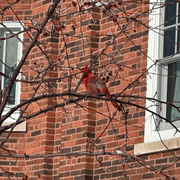 A cardinal sitting on a branch in front of a brick building.