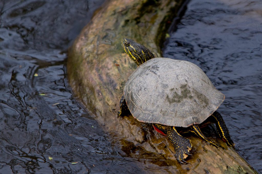 A painted turtle sitting on a log in the river.