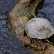 A turtle sitting on a log.