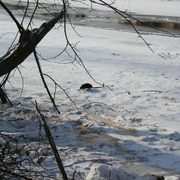 A small mammal on a frozen lake covered in snow.