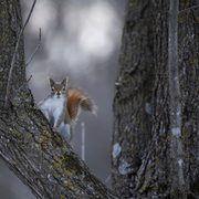 A red squirrel peeking around a tree.