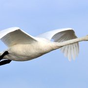 A large white bird with a black bill and feet flying against a blue sky.