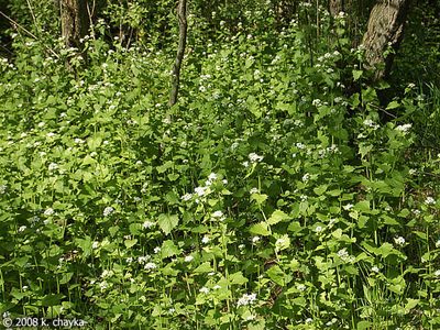 Garlic Mustard photo