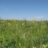 Arb Volunteer Work Event - Aspen Control and Seed Collecting