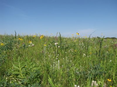 Arboretum volunteer event photo of McKnight prairie