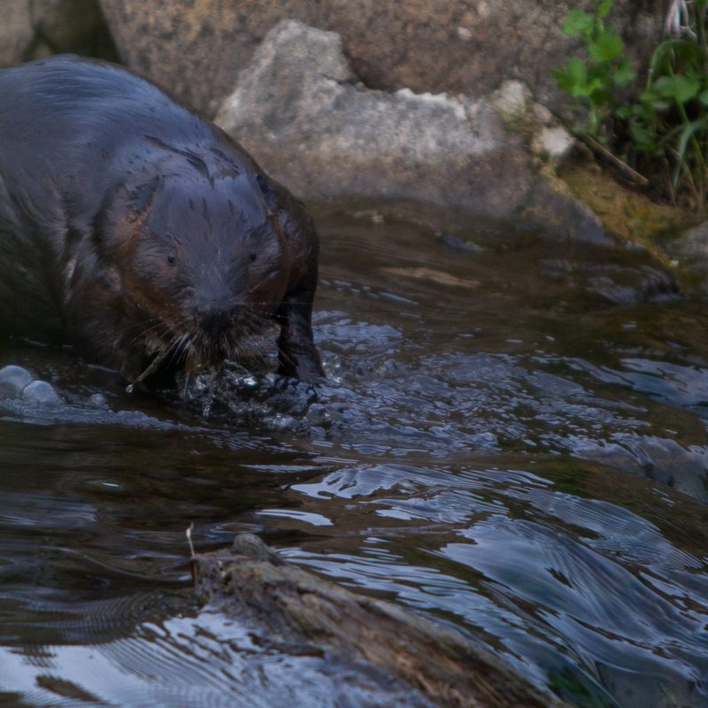 No Ice? What Does This Mean For Wildlife? Cowling Arboretum Carleton College
