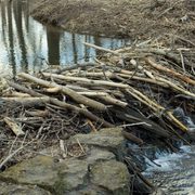 A beaver dam