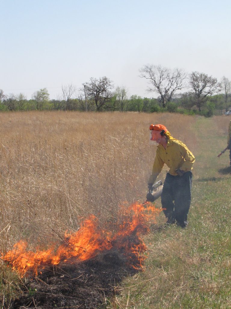 A volunteer adds gasoline to a prescribed burn fire