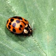 Asian Lady beetle, identified by spots and black M on head