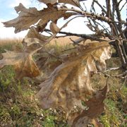Bur Oak leaves in fall