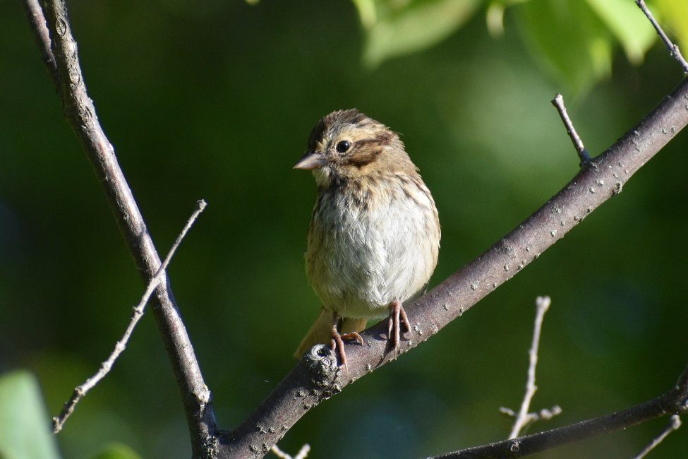 Savannah Sparrow (Passerculus sandwichensis) by Maxima Gomez-Palmer
