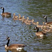 Canada Geese swimming with a string of gosling