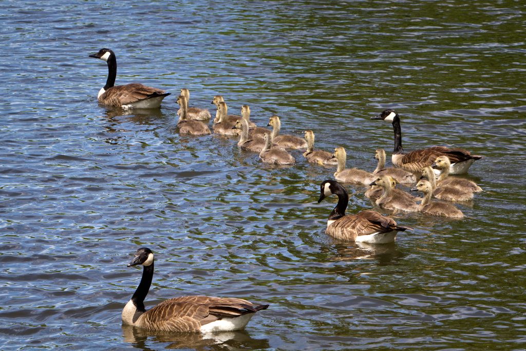 Canada Geese swimming with a string of gosling