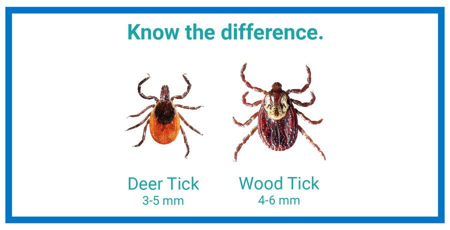 Comparison of Deer and Dog Ticks