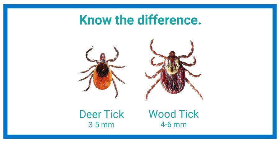 Tick Tock – Tick Season has Begun! – Cowling Arboretum – Carleton