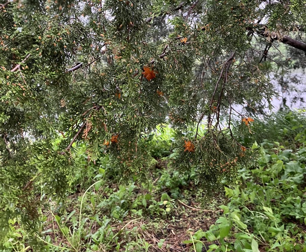 cedar-apple rust