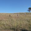 Arb Volunteer Event - Seed Collecting