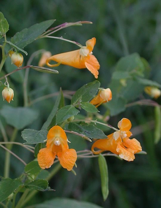 A jewelweed plant in bloom.