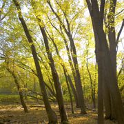 Several trees with fall foliage in the forest