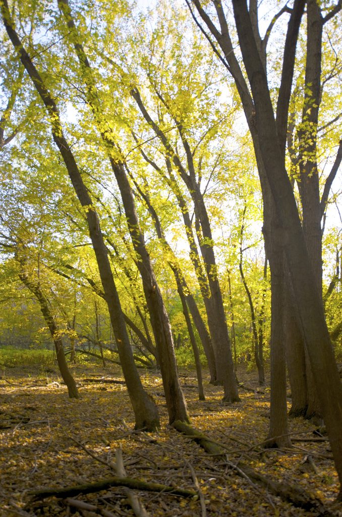 Several trees with fall foliage in the forest