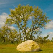 A boulder in the prairie in front of a tree with a clear sky behind it on a sunny day.