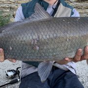 A person holding a Bigmouth Buffalo fish, just caught.