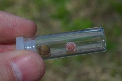 Two Cherrystone Drop Snails in a small glass tube held by a hand.