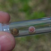 Two Cherrystone Drop Snails in a small glass tube held by a hand.