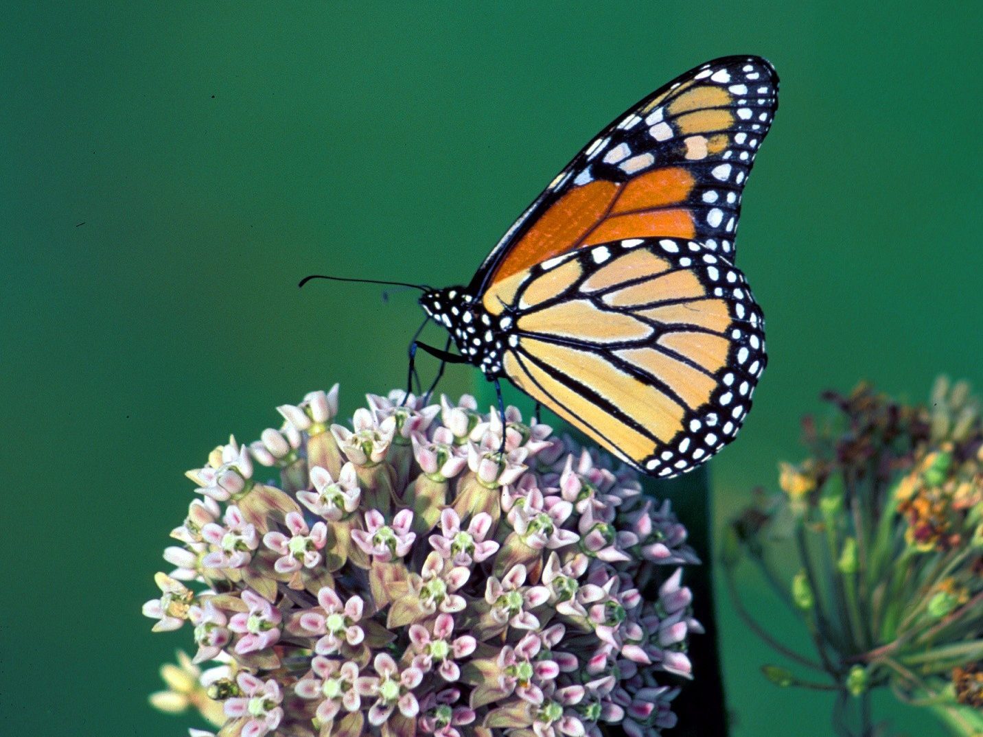 A monarch butterfly on a cluster of milkweed flowers. Photo by Thomas Barnes.