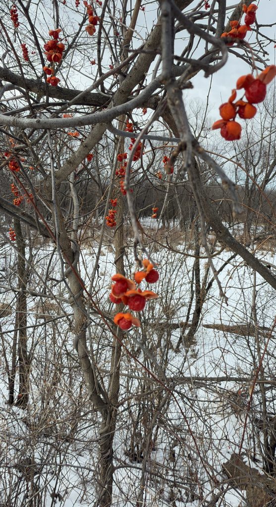 An American Bittersweet vine in the Lower Arb