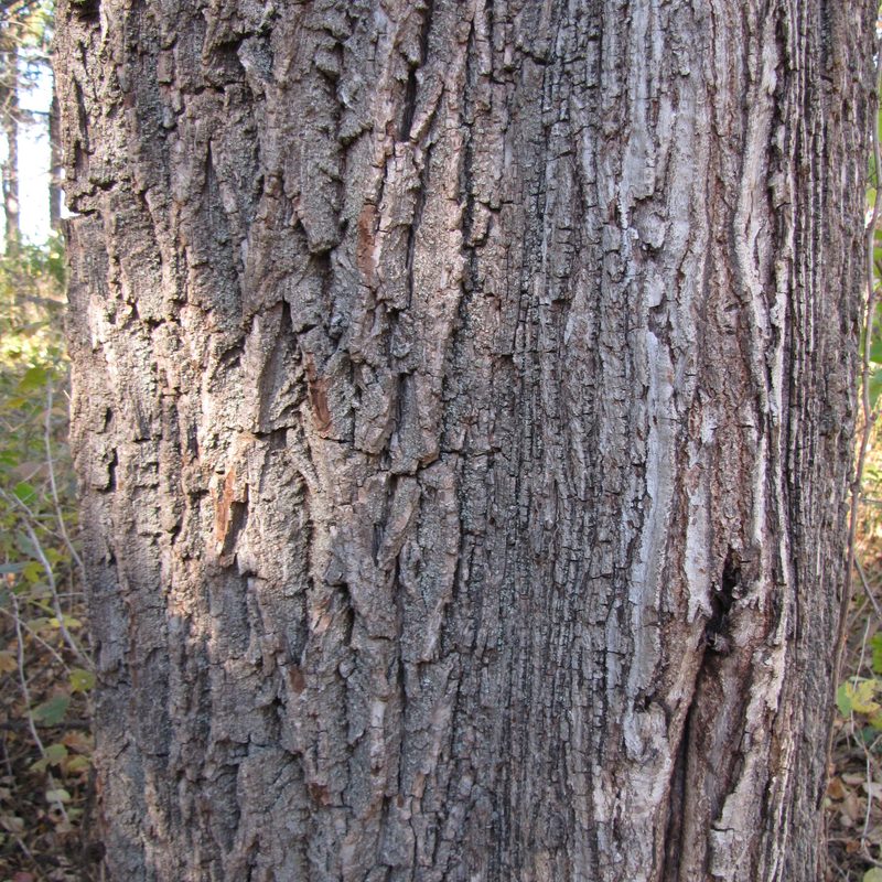 Exploding Trees – Cowling Arboretum – Carleton College