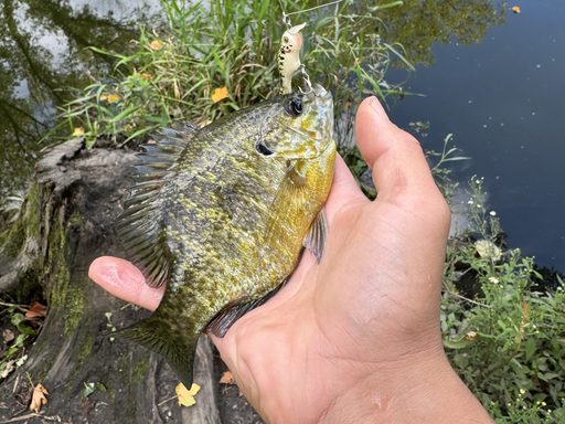 A pumpkinseed-bluegill hybrid fish held in a person's hand over water.