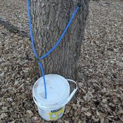 A maple syrup bucket tapping a tree.