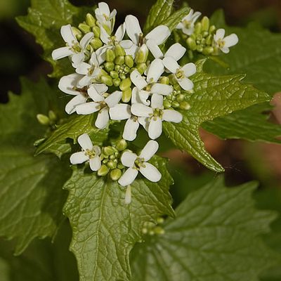 Photo of garlic mustard flower