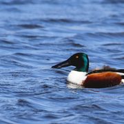 A Northern Shoveler bird on water.