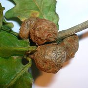 Gall on a Cola-nut branch.