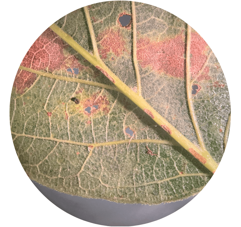 A picture of a leaf under a microscope.