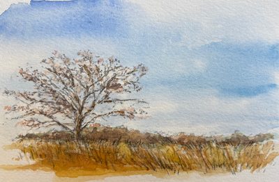 Watercolor painting of a tree in the arboretum