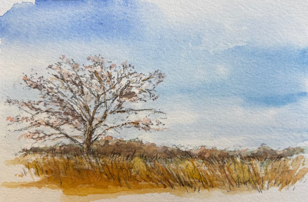 Watercolor painting of a tree in the arboretum