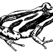 A black and white sketch of a Western Chorus Frog