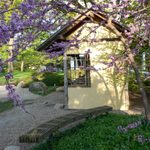 Tree Blossoms in the Japanese Garden