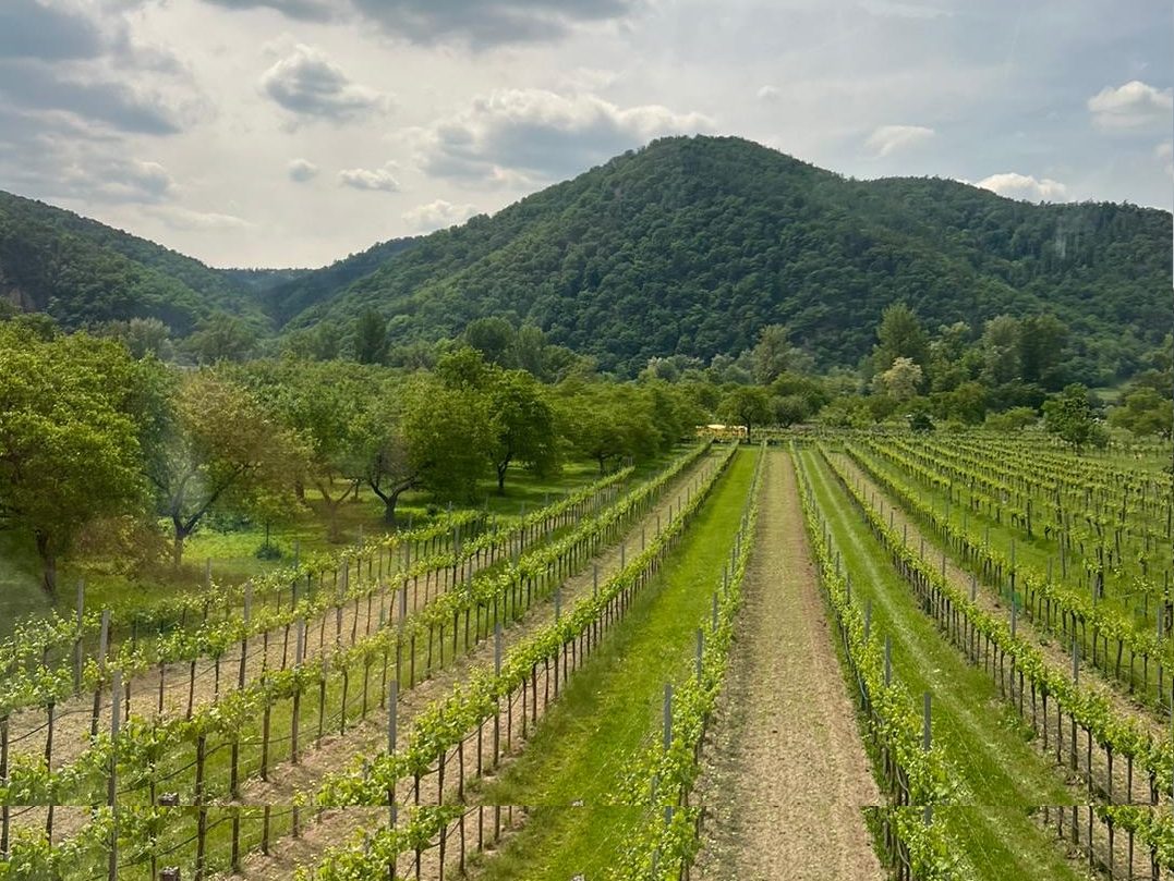 vineyard with hills