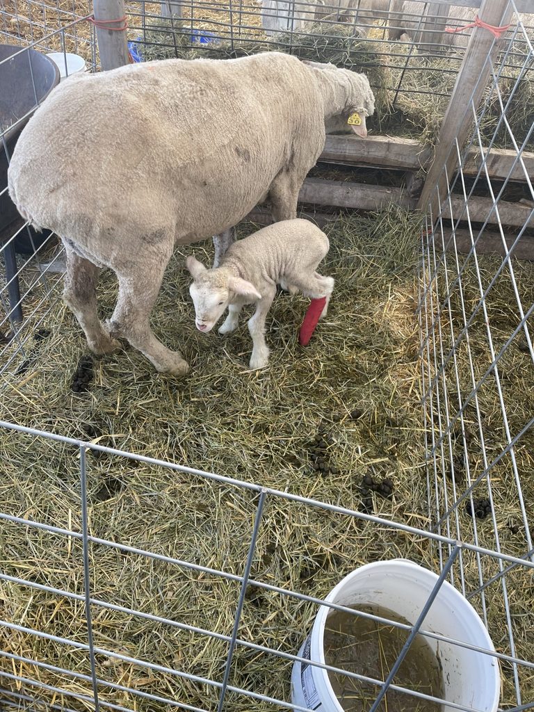 Mother and Baby Sheep at Sharing Our Roots Farm