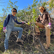 Alvarez and Jay removing Buckthorn from the Sharing Our Roots Farm