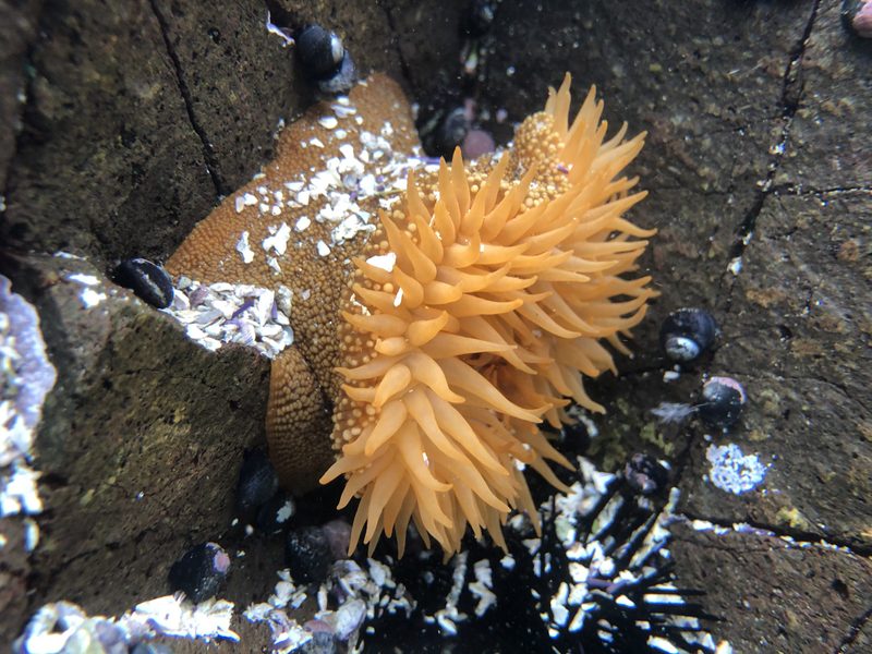 Anemone in Antofagasta, Chile