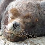 Sea Lion